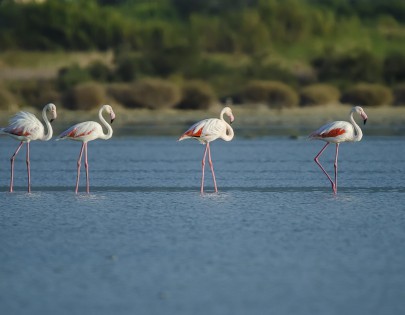 Alykes – Lac Salé